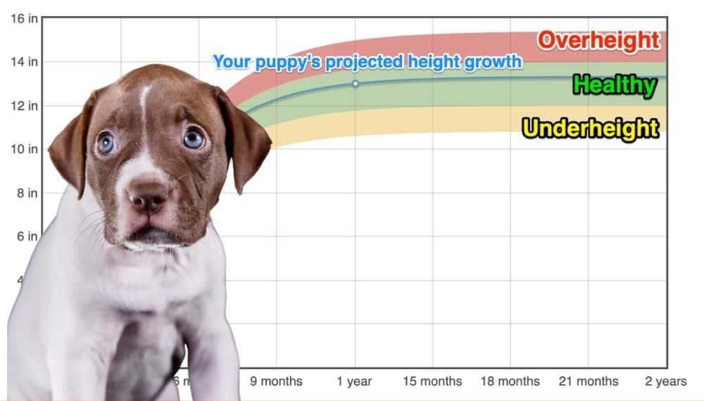 American Pit Bull Terrier Height+Growth Chart How Tall Will My